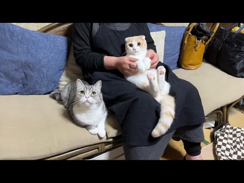 半年ぶりに大好きな祖母と再会したら甘えんぼ猫たちがこうなっちゃいました…(YouTube)