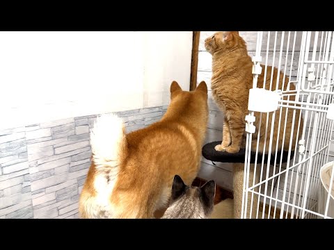 【柴犬と猫】毎朝こうして待ち続けています…。(YouTube)