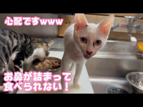 超心配‼ お鼻が詰まって食べられないwww 【2024 01 15-2 】(YouTube)