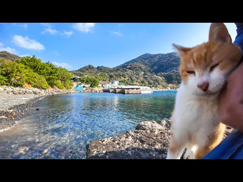 漁港にある小さな桟橋で座ると猫が寄ってきて癒やされる(YouTube)