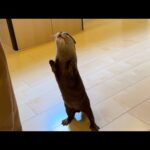 旬のいちごに異常に興味ありすぎるカワウソ Otter abnormally interested in strawberries in season(YouTube)