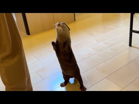 旬のいちごに異常に興味ありすぎるカワウソ Otter abnormally interested in strawberries in season(YouTube)