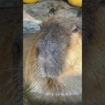 Bling-ババン-バ-バンバン-バン♨️  bling-bang-bangsbiopark-born　 #capybara #カピバラさん  #animals #カピバラ(YouTube)