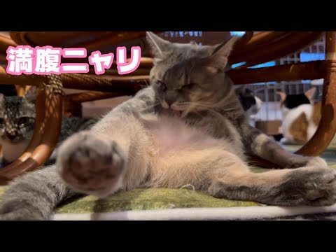 満腹ニャリよ この家で良かったかな それなら嬉しいな  2024 01 28 2(YouTube)