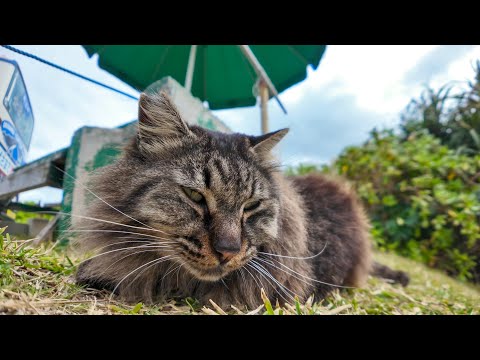 ソフトクリーム屋さんの裏から長毛フワフワ猫がモフられに出てきた(YouTube)