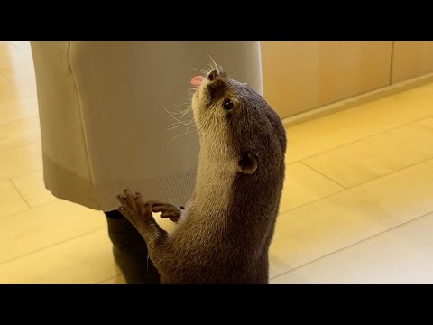 舌をチロチロと出すカワウソの可愛いこと可愛いこと Cute and adorable otter with tongue lolling out.(YouTube)