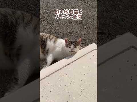 パナ氏リラックス全開 #shorts(YouTube)