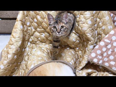 柴犬を踏み台にする楽しみを覚えた猫はこちらです…笑(YouTube)