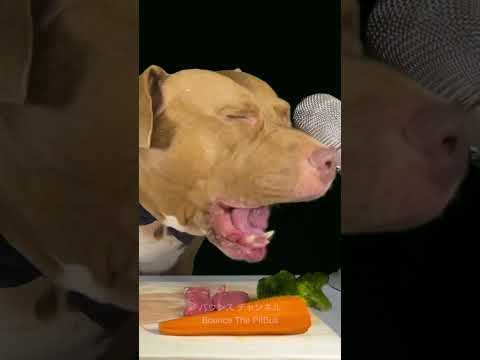 ピットブルの朝ごはんが羨ましすぎる #ピットブル #咀嚼音 #pitbull(YouTube)