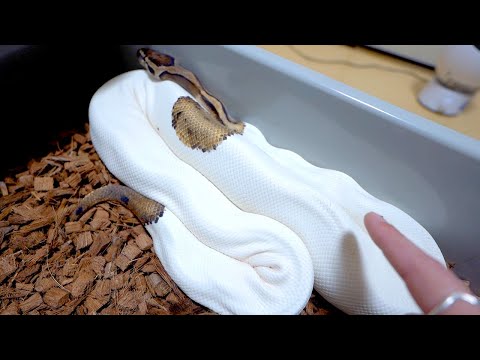 何度見てもヒヤヒヤさせられる産後の痩せ細ったメスヘビ…(YouTube)