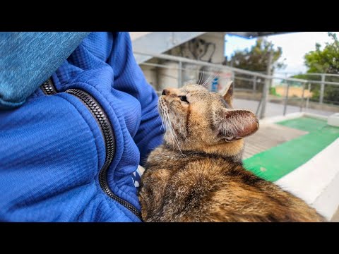 食堂で見かけたサビ猫ちゃんは撫でると膝の上に乗ってきて超カワイイ(YouTube)