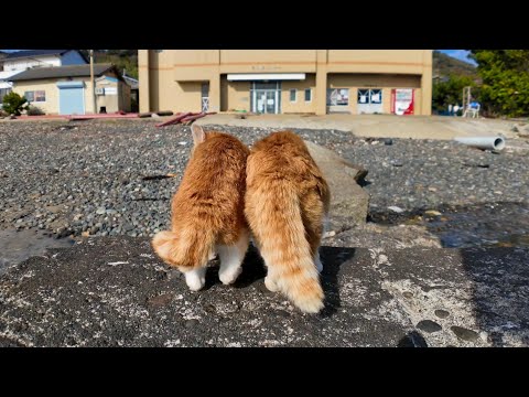 漁港にある桟橋に座ると仲良し猫コンビが寄ってきた(YouTube)