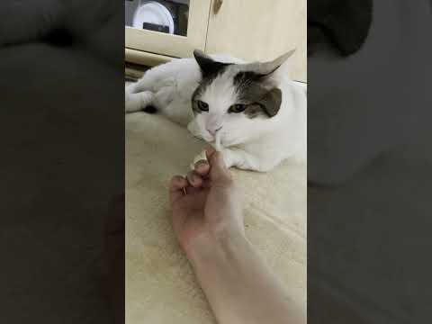 嗅ぎすぎなのでは？ #ひのき猫 #大福にゃん #猫 #cat #ねこのだいふく(YouTube)