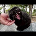 人懐っこい黒猫と警戒心が強い黒猫、そっくりすぎて見分けがつかない(YouTube)