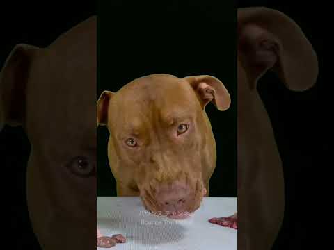 閲覧注意⚠️生肉を食べるピットブルの咀嚼音(YouTube)