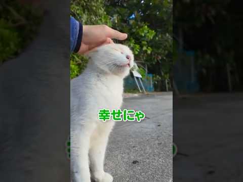 美人すぎる白猫が甘えてきました(YouTube)