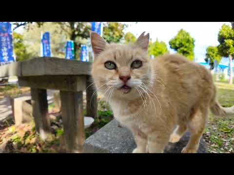 公園のベンチで水飲んでた猫ちゃん、ベロを戻し忘れていますよ(YouTube)