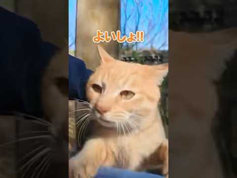元気な甘えん坊猫が可愛すぎる(YouTube)