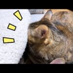 斬新な寝方をする麦わら猫(笑)快適空間を見つけることが大得意(YouTube)