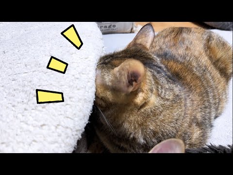 斬新な寝方をする麦わら猫(笑)快適空間を見つけることが大得意(YouTube)