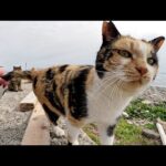 3匹の猫達が堤防に並んで人間にナデナデを求めてきた(YouTube)