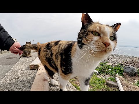 3匹の猫達が堤防に並んで人間にナデナデを求めてきた(YouTube)