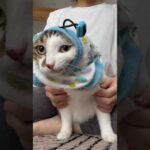 1417日続くぼくとママの日課  #着替えの記録 #cat #服を着てる理由は上の関連動画を見てね(YouTube)