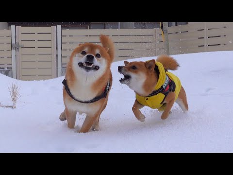 柴犬、猛吹雪が嬉しすぎて散歩前なのに‥。(YouTube)