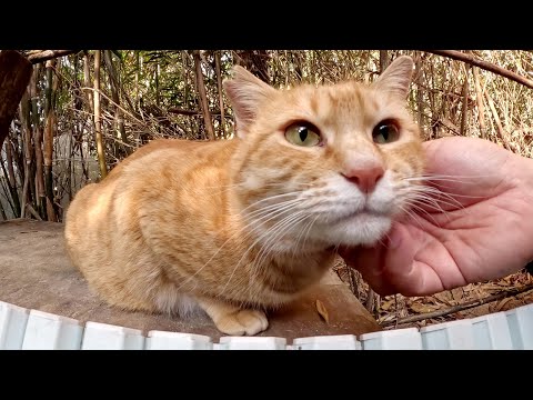 竹林の中の秘密基地に行ったら、茶トラ猫が歓迎してくれた(YouTube)