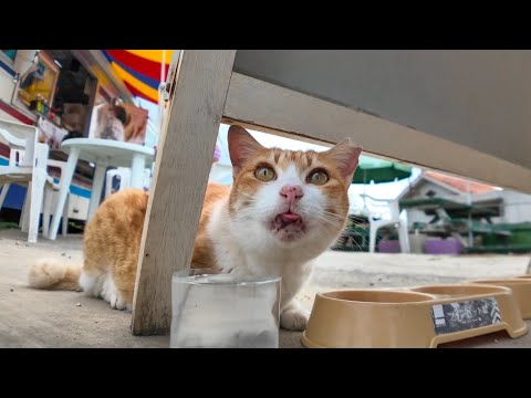 ソフトクリーム屋さんの1番の常連客は猫(YouTube)