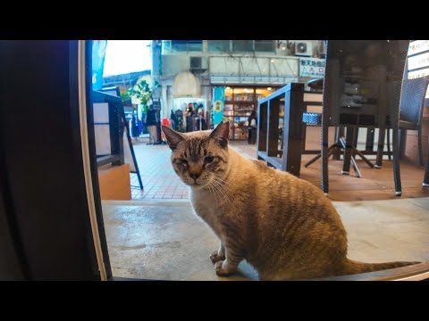 午前中ホテルのラウンジで動画投稿していたらまた猫が遊びにきた。アーケード内のホテル超楽しい(YouTube)