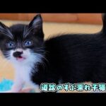 子猫達のう〇ちお漏らし事件‼突然便がドロドロになった原因‥そう言えば‼【道路のずぶ濡れ子猫 #38】(YouTube)