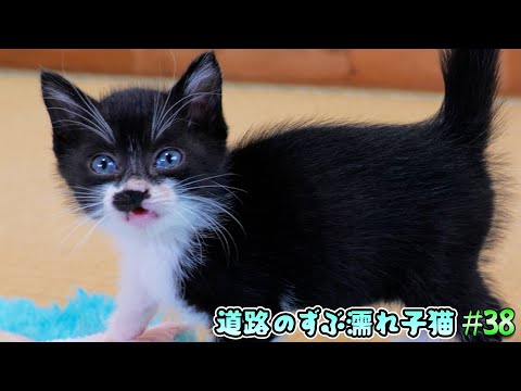 子猫達のう〇ちお漏らし事件‼突然便がドロドロになった原因‥そう言えば‼【道路のずぶ濡れ子猫 #38】(YouTube)