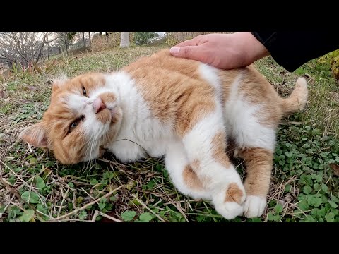 人間に心を許すべきか否かを迷っている様子の茶シロ猫ちゃん(YouTube)