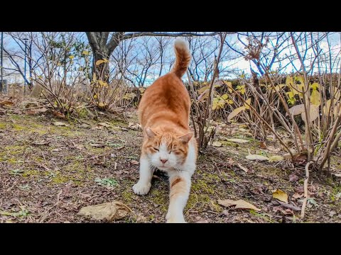 公園のよく喋る猫ちゃん、最近居住地区を変えたのね(YouTube)
