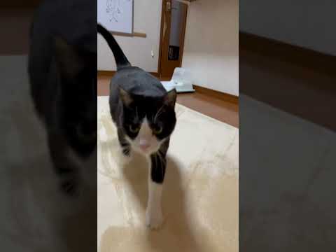 名前を呼んで来る瞬間がたまらんw #cat #保護猫 ひのき猫 #猫(YouTube)