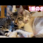 一番のお薬はやっぱりこれですねぇ 小学校のトイレに棄てられていた子猫 【2024 01 09-2】(YouTube)