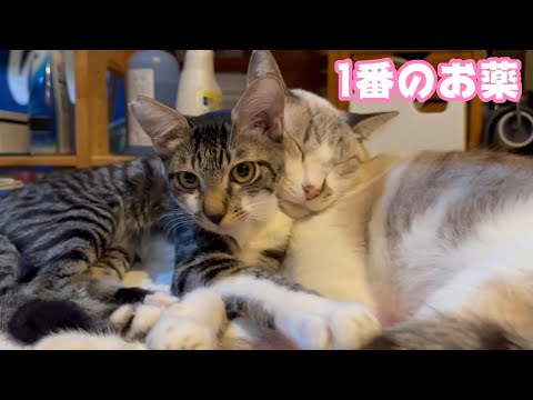 一番のお薬はやっぱりこれですねぇ 小学校のトイレに棄てられていた子猫 【2024 01 09-2】(YouTube)