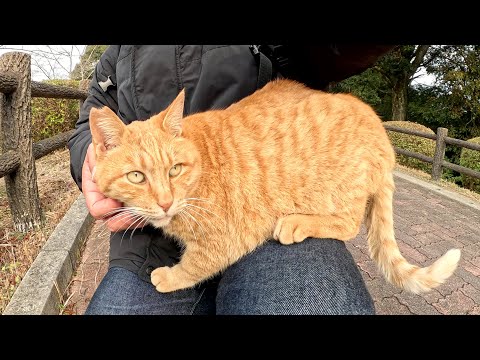 土手のほとりで出会った茶トラ猫がひざにのって甘えてきた(YouTube)