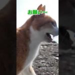 甘え上手な猫にタジタジ(YouTube)