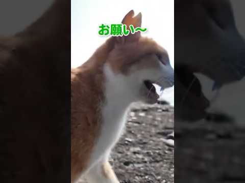 甘え上手な猫にタジタジ(YouTube)