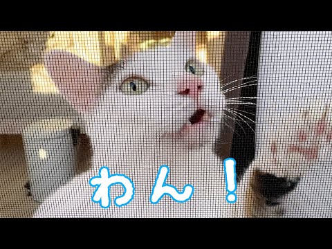 ママに甘えたくて「わん」と言ってしまう猫チロさん！(YouTube)