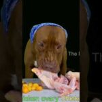 閲覧注意⚠️生肉を食べるピットブルの咀嚼音 #dog #ピットブル #pitbull #ピットブル #アメリカンピットブル #mukbang  #アメリカンピットブルテリア #pets #咀嚼音動画(YouTube)