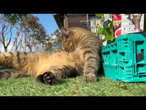 くつろぎ方も貫禄のある猫　束の間の休息(YouTube)