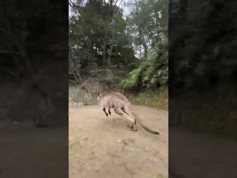 カンガルーぴょんぴょん🦘　Kangaroo Jump! #動物 #animals #カンガルー #kangaroo #動物(YouTube)