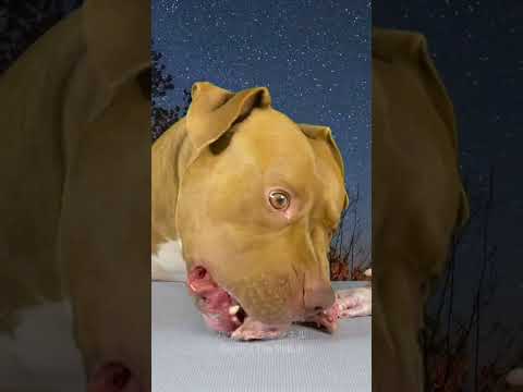 閲覧注意⚠️鶏の頭を食べるピットブルの咀嚼音(YouTube)