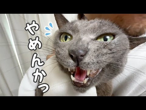 構ってほしいのにツンデレ発揮する猫ハムちゃん(YouTube)