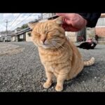 ベンチに座る茶トラ猫をモフっていたら、いかつい黒猫が乱入してきた(YouTube)