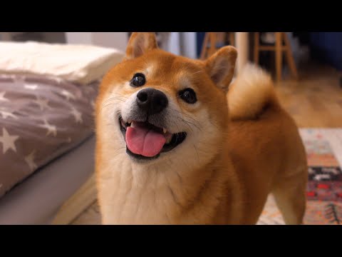 目を輝かせて飼い主を脱衣場へと誘う柴犬ハチ‥一体何が。(YouTube)