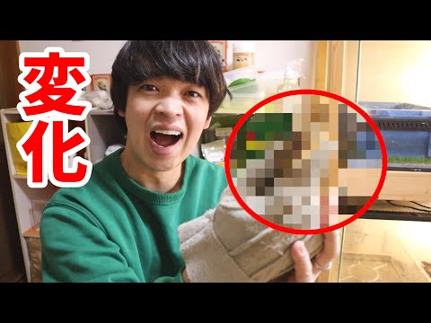 素晴らしい変化をしている我が家の爬虫類に給餌！そしてあの子の名前も決まりました！(YouTube)